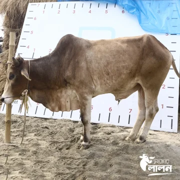 গরু ২৫৫৩ - Cow 2553