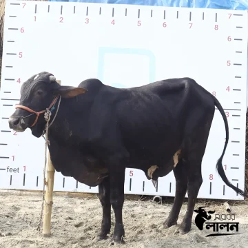 গরু ২৫৮৫ - Cow 2585