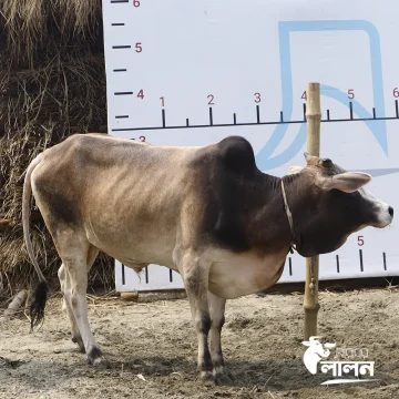 গরু ২৫১০৮ – Cow 25108