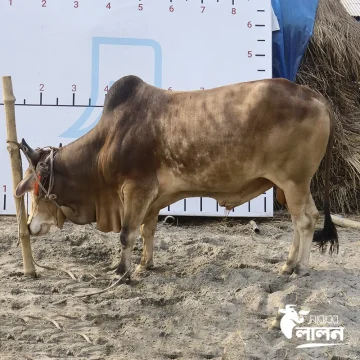 গরু ২৫১২৮ – Cow 25128