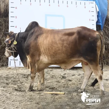 গরু ২৫১৩১ – Cow 25131